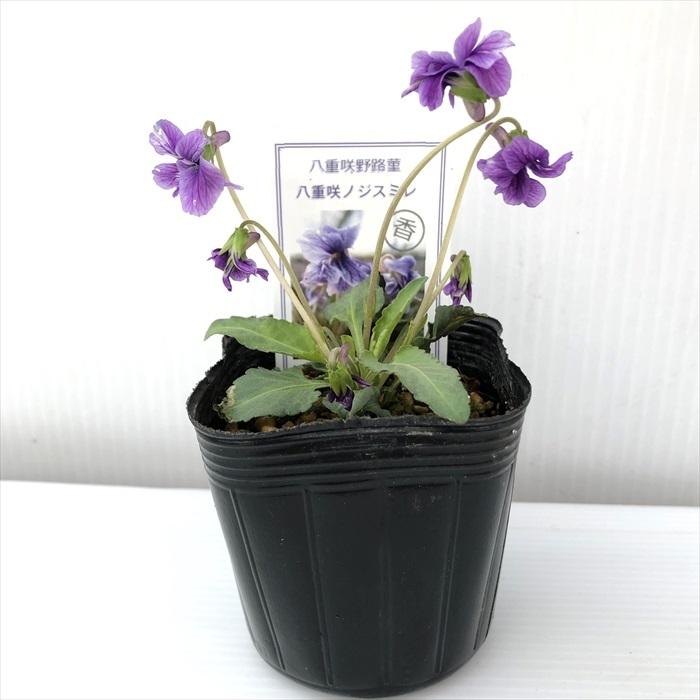 専用☆ 宿根草　スミレ　ブルー　3苗 日本花キ流通 予約販売 スミレ 苗 ゆうぎり 7.5cmポットすみれ 山野草