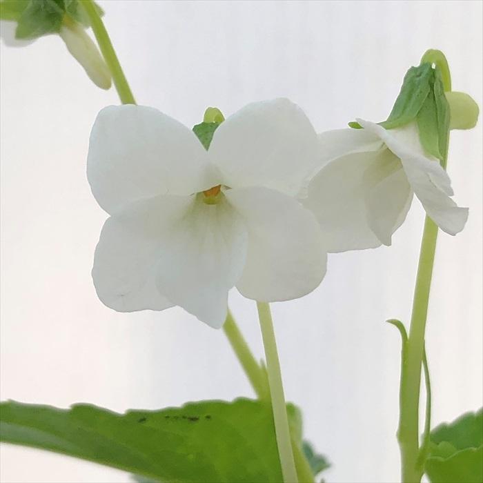 リュウキュウコスミレ白花希少 日本花キ流通 予約販売 スミレ 苗 白花リュウキュウコスミレ 7.5cm