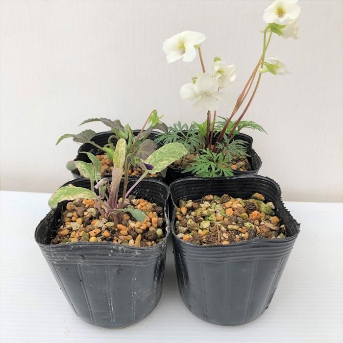 日本花キ流通 予約販売 スミレ 苗 大輪白花タチツボスミレしあわせ 7.5