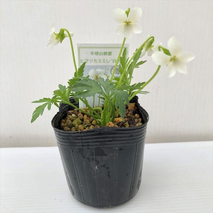 日本花キ流通 予約販売 スミレ 苗 ヒラツカスミレ白鶴 7.5cmポット