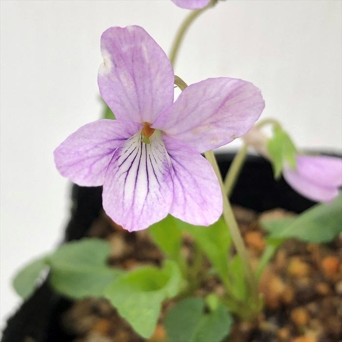 可憐なスミレ ウスジロサキガケスミレ 6cmポット苗 菫 すみれ スミレ科 宿根草 山野草 グランドカバー Z フラワーネット日本花キ流通 通販 Yahoo ショッピング