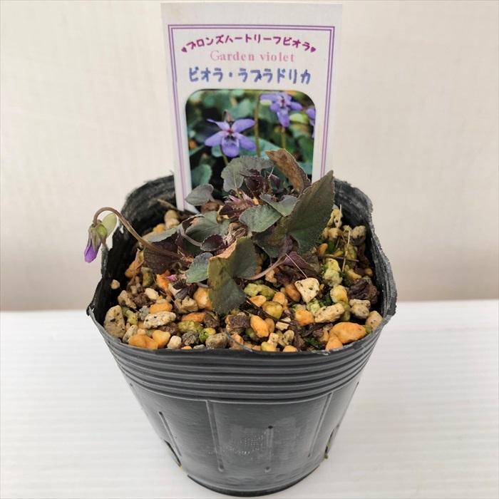 可憐なスミレ ヴィオラ ラブラドリカ 6cmポット苗 菫 すみれ スミレ科 宿根草 山野草 グランドカバー Z フラワーネット日本花キ流通 通販 Yahoo ショッピング