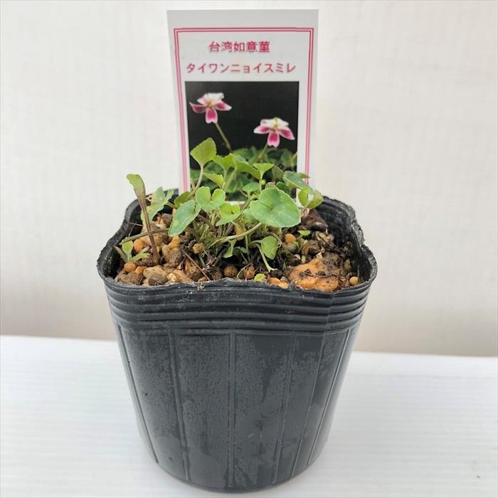 日本花キ流通 予約販売 スミレ 苗 ニョイスミレ（タイワン） 7.5cm