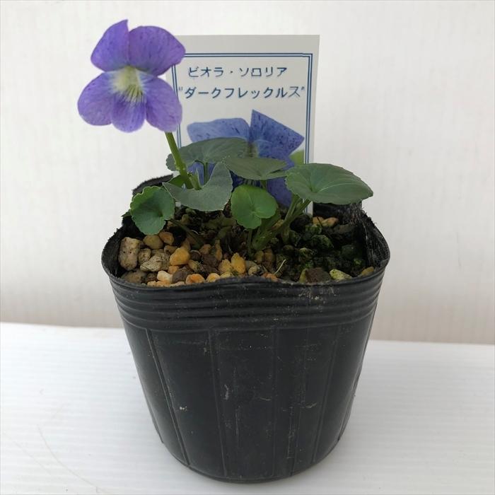 日本花キ流通 予約販売 スミレ 苗 ヴィオラ ソロリア ダーク