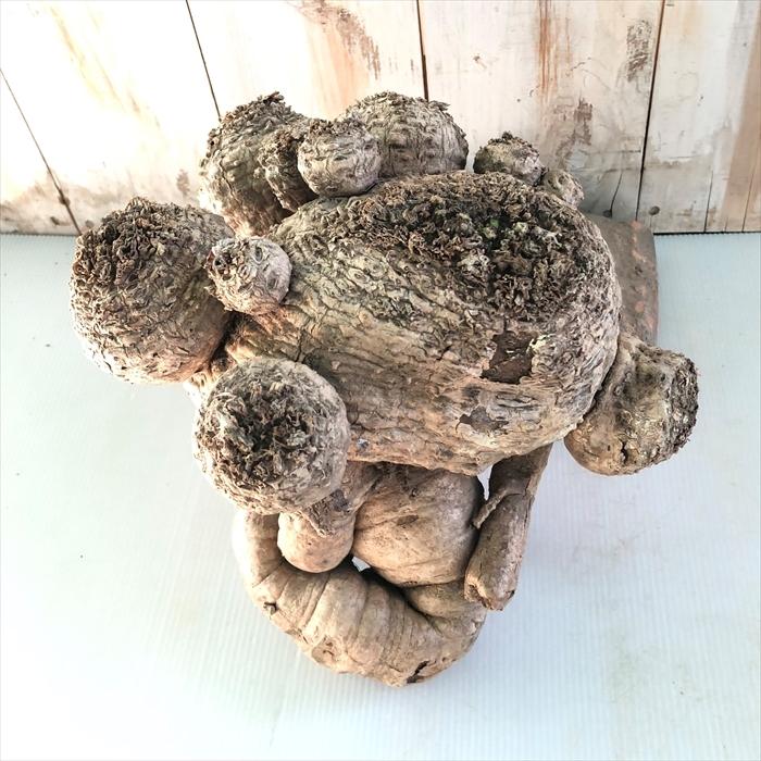 日本花キ流通 多肉植物 caユーフォルビア クラビゲラ 0224-003 日本花キ流通 多肉植物 caユーフォルビア クラビゲラ 0224-003