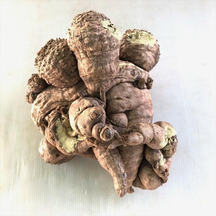 クラビゲラ 発根済 M35 ユーフォルビア 塊根植物 多肉植物 コーデックス クラビゲラ 発根済 M35 ユーフォルビア 塊根植物 多肉植物