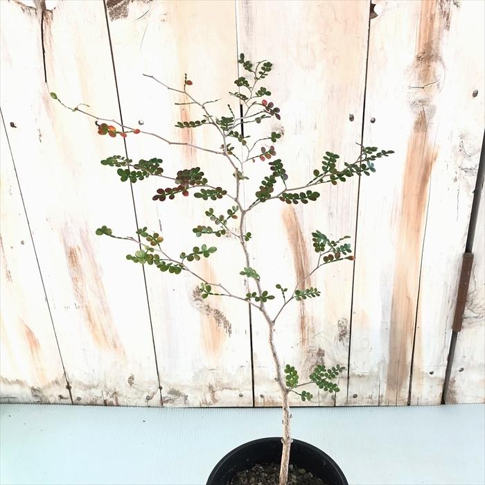 多肉植物 Caオペルクリカリア パキプス 実生 4号鉢 0224 013 多肉植物 コーデックス 現品販売 Z フラワーネット日本花キ流通 通販 Yahoo ショッピング