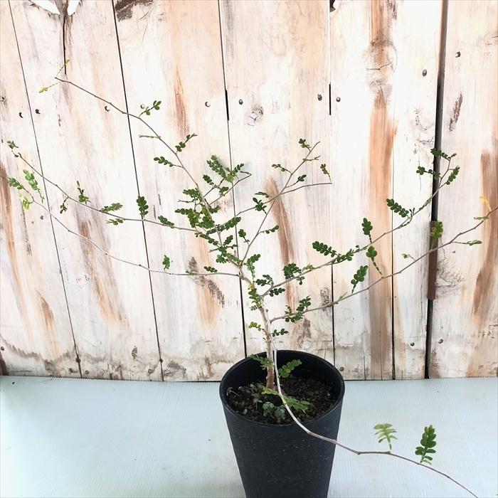 多肉植物 Caオペルクリカリア パキプス 実生 4号鉢 0224 025 多肉植物 コーデックス 現品販売 Z フラワーネット日本花キ流通 通販 Yahoo ショッピング