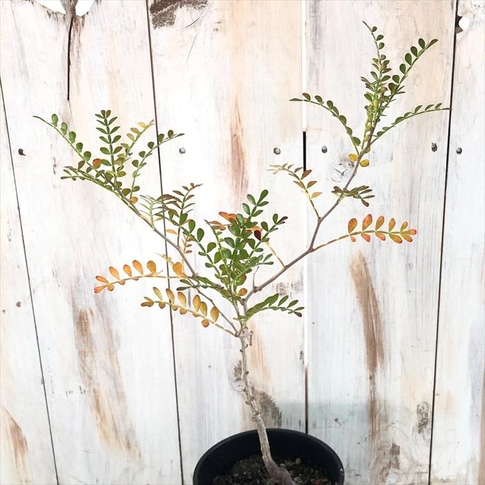 多肉植物 Caオペルクリカリア パキプス 実生 4号鉢 0224 032 多肉植物 コーデックス 現品販売 Z フラワーネット日本花キ流通 通販 Yahoo ショッピング