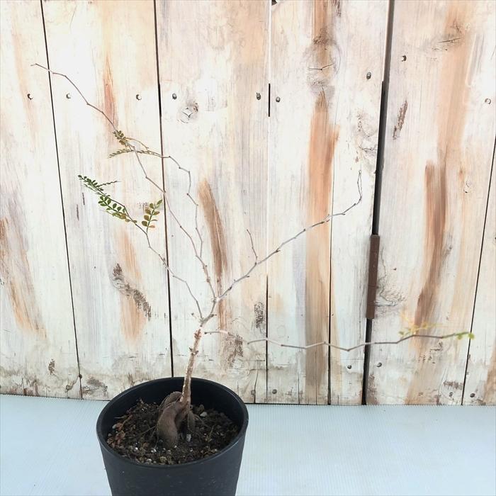 多肉植物 Caオペルクリカリア パキプス 実生 4号鉢 0224 049 多肉植物 コーデックス 現品販売 Z フラワーネット日本花キ流通 通販 Yahoo ショッピング