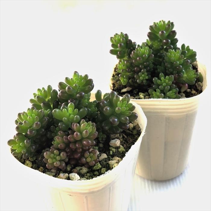 1ポット485円 セダム レッドベリー 6cmポット 1ポット485円 セダム