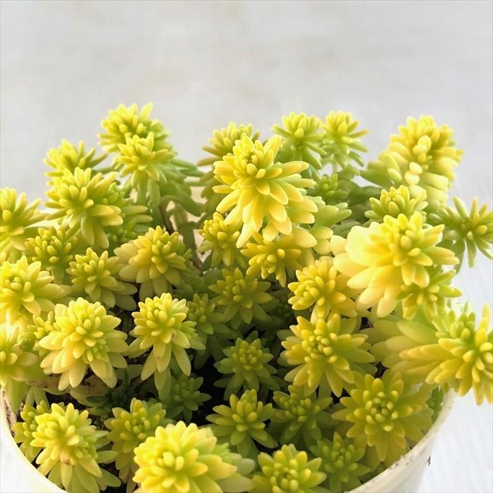 多肉植物 Sbセダム ミモザ 多肉植物 セダム 7 5cmポット Z フラワーネット日本花キ流通 通販 Yahoo ショッピング