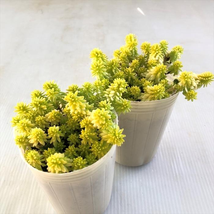 多肉植物 Sbセダム ミモザ 多肉植物 セダム 7 5cmポット Z フラワーネット日本花キ流通 通販 Yahoo ショッピング