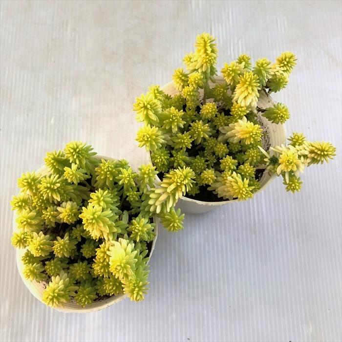 多肉植物 Sbセダム ミモザ 多肉植物 セダム 7 5cmポット Z フラワーネット日本花キ流通 通販 Yahoo ショッピング