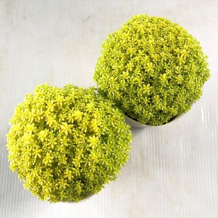 日本花キ流通 多肉植物 sbセダム 細葉黄金万年草 多肉植物 セダム 7.5