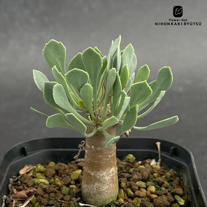 多肉植物 caオトンナ ユーフォルビオイデス 多肉植物 コーデックス 9cmポット | 日本花キ流通