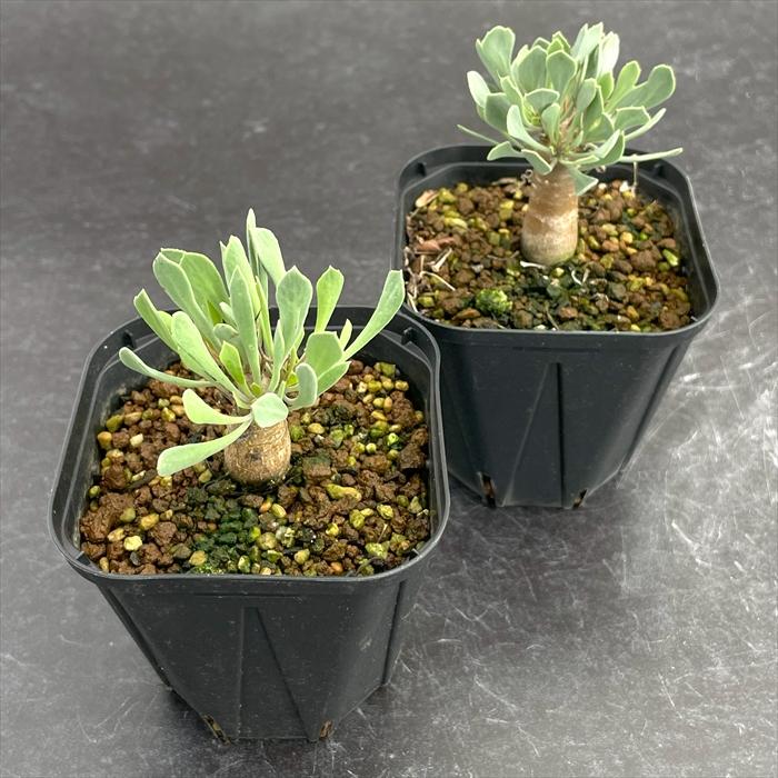 多肉植物 caオトンナ ユーフォルビオイデス 多肉植物 コーデックス 9cmポット | 日本花キ流通 | 01