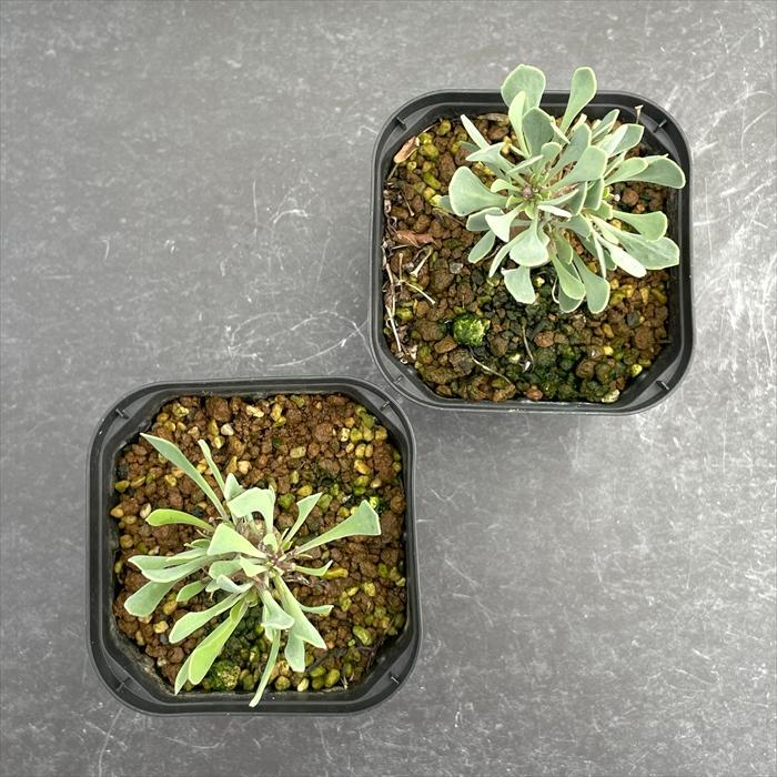 多肉植物 caオトンナ ユーフォルビオイデス 多肉植物 コーデックス 9cmポット | 日本花キ流通 | 02