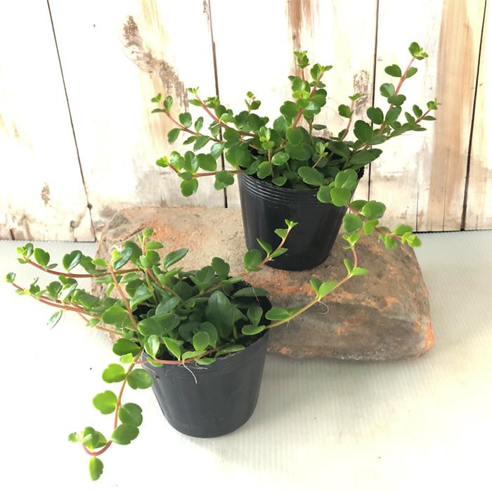 カランコエ フィフィ 7 5cmポット 観葉植物 インテリア Z フラワーネット日本花キ流通 通販 Yahoo ショッピング