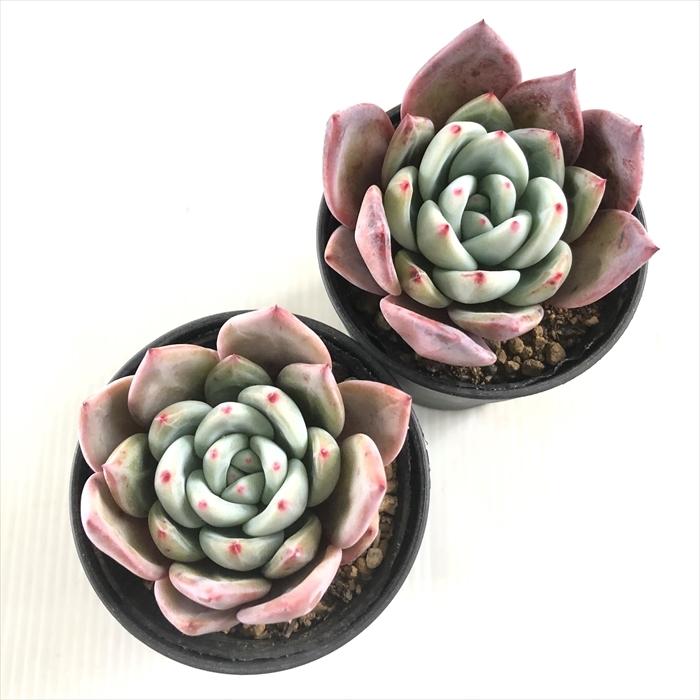 日本花キ流通 多肉植物 hmエケベリア ピンクシャンペン 日本花キ流通 多肉植物 hmエケベリア ピンクシャンペン