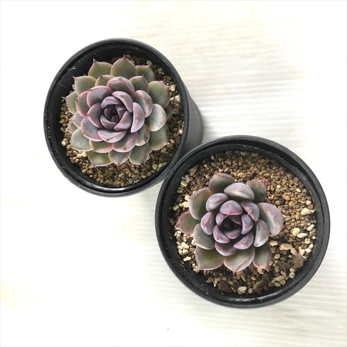 日本花キ流通 多肉植物 hxエケベリア ブラッククイーン×沙羅姫牡丹