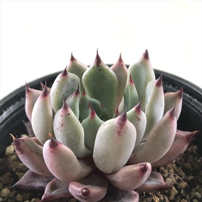 多肉植物 Hmエケベリア ピンクザラゴーサ ブラッククイーン 多肉植物 エケベリア 6cmポット Z フラワーネット日本花キ流通 通販 Yahoo ショッピング