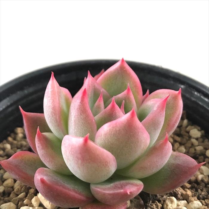 日本花キ流通 多肉植物 hmエケベリア フロリディティー 多肉植物