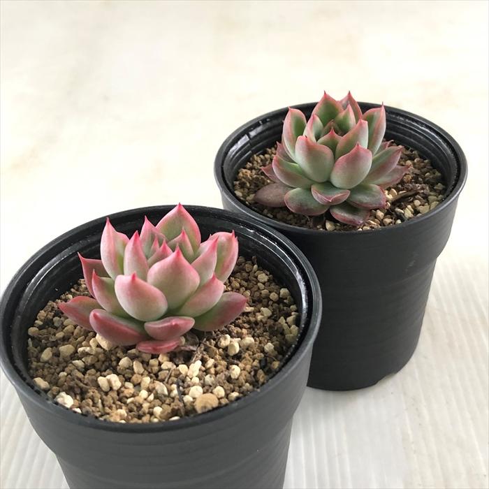 日本花キ流通 多肉植物 hmエケベリア フロリディティー 多肉植物
