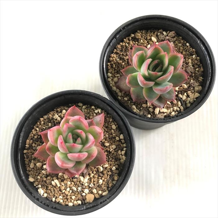 日本花キ流通 多肉植物 hmエケベリア フロリディティー 多肉植物