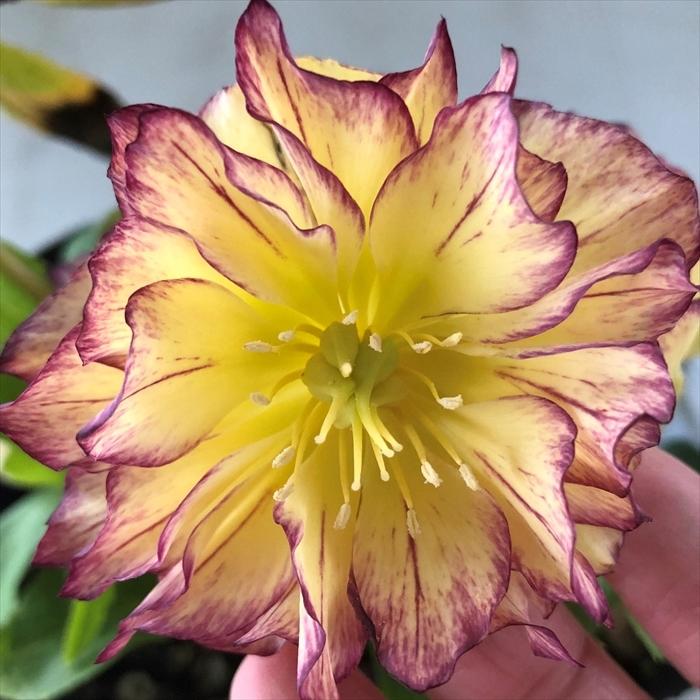 クリスマスローズ ルミナス ダブル 0302 006 現品販売 松浦園芸 5号鉢 開花株 Z フラワーネット日本花キ流通 通販 Yahoo ショッピング