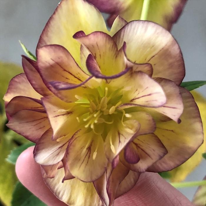 クリスマスローズ ルミナス ダブル 0302 012 現品販売 松浦園芸 4号鉢 開花株 Z フラワーネット日本花キ流通 通販 Yahoo ショッピング