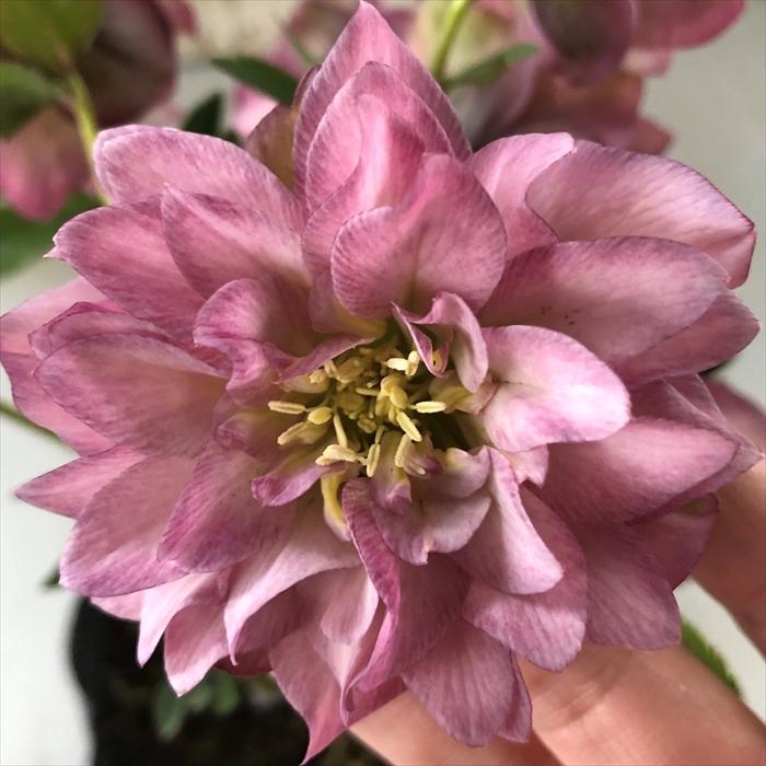 クリスマスローズ 多弁 ピンク ダブル 0302 026 現品販売 松浦園芸 5号鉢 開花株 Z フラワーネット日本花キ流通 通販 Yahoo ショッピング