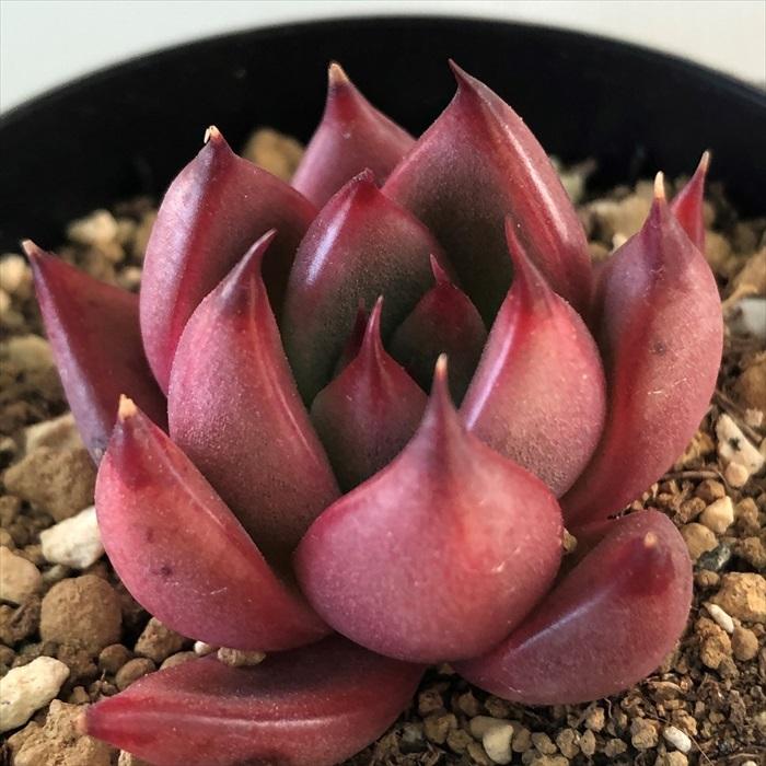 多肉植物 Swkエケベリア ムーランルージュ 多肉植物 エケベリア 7 5cmポット Theculturenewspaper Com