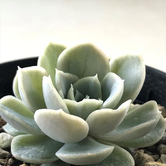 191円 最安値 多肉植物 skエケベリア メキシカンスノーボール エケベリア 7.5cmポット 191円 最安値 多肉植物 skエケベリア メキシカンスノーボール エケベリア 7.5cmポット