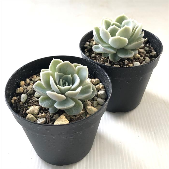 日本花キ流通 多肉植物 skエケベリア メキシカンスノーボール 多肉植物
