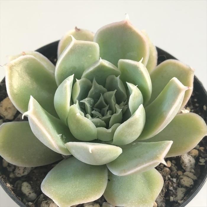 日本花キ流通 多肉植物 skエケベリア ヒアリナ サントドミンゴ 日本花キ流通 多肉植物 skエケベリア ヒアリナ サントドミンゴ