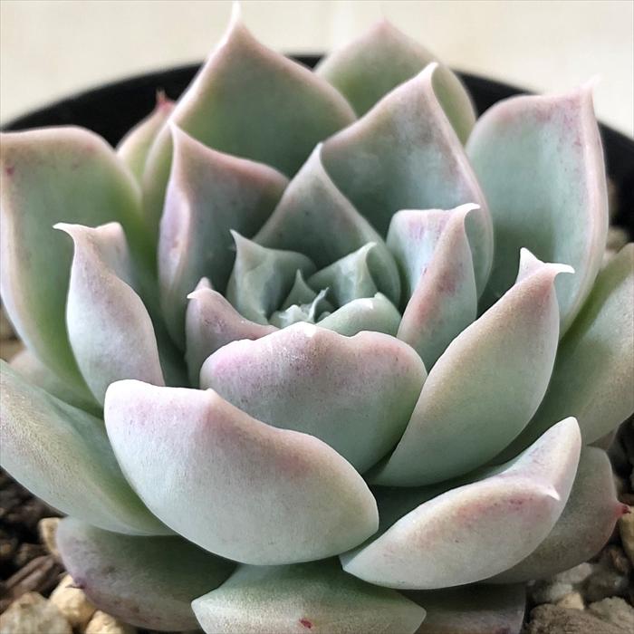 521円 最新アイテム 多肉植物 Swkエケベリア ブラッドマリア エケベリア 7 5cmポット