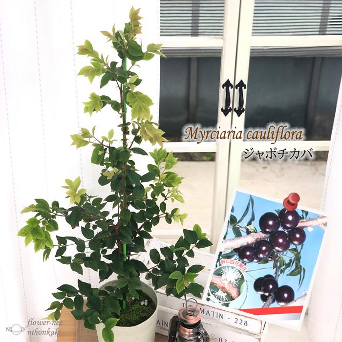 ジャボチカバ 四季成り 木葡萄 果樹苗 6号鉢 Z フラワーネット日本花キ流通 通販 Yahoo ショッピング