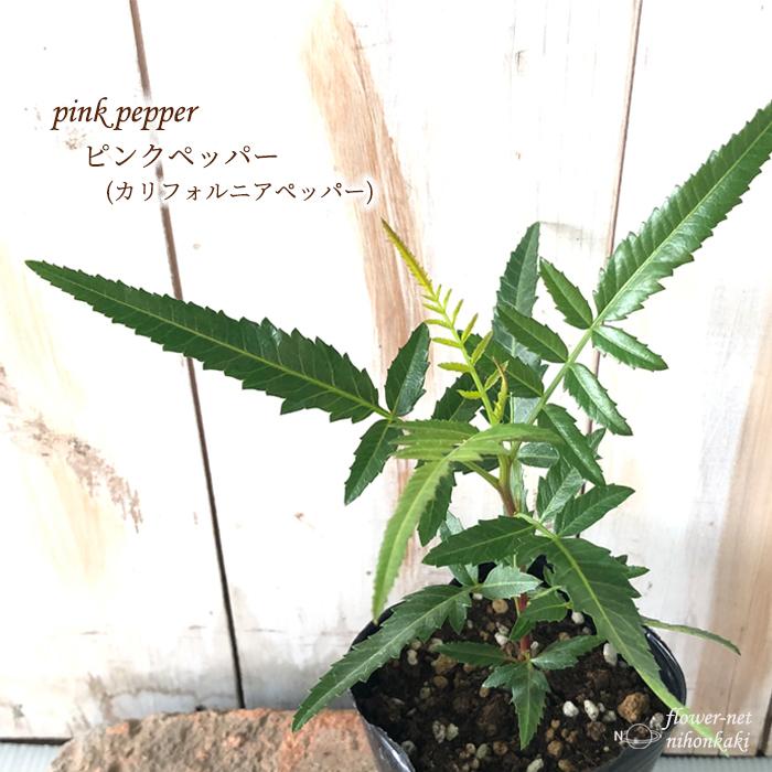 ピンクペッパー 苗 9cmポット カリフォルニアペッパー コショウ コショウボク ペッパーベリー 香辛料 ドライフラワー Z フラワーネット日本花キ流通 通販 Yahoo ショッピング