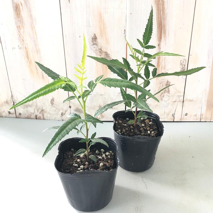 ピンクペッパー 苗 9cmポット カリフォルニアペッパー コショウ コショウボク ペッパーベリー 香辛料 ドライフラワー Z フラワーネット日本花キ流通 通販 Yahoo ショッピング