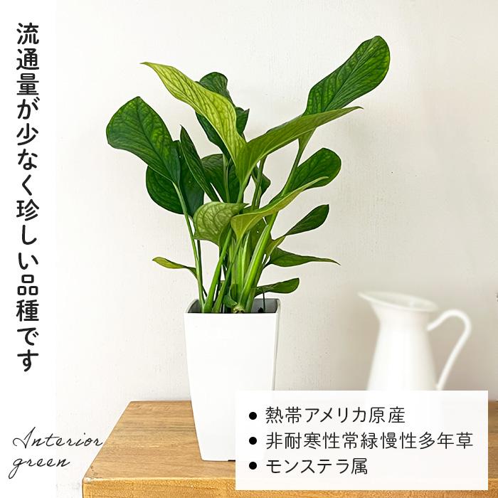 日本花キ流通 観葉植物 モンステラ ジェイドウイング 4号鉢 小型