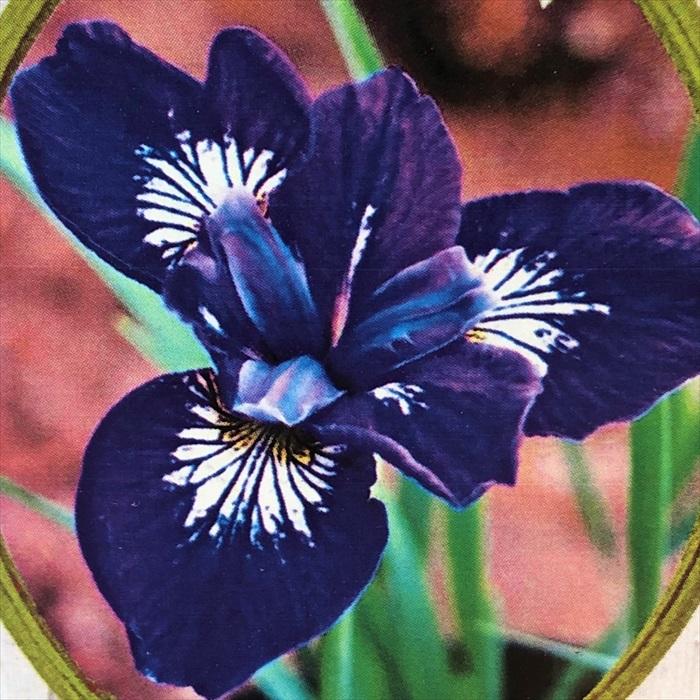 シベリアアヤメ 網星 13 5cmポット アヤメ科 あやめ 菖蒲 綾目 宿根草 落葉 Imk Z フラワーネット日本花キ流通 通販 Yahoo ショッピング