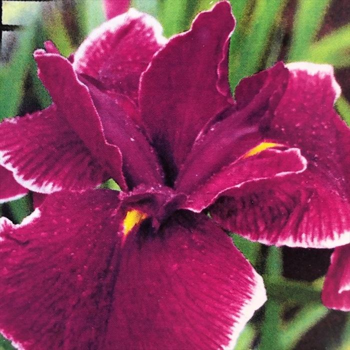 ハナショウブ 白い虹 花菖蒲 13 5cmポット アヤメ科 はなしょうぶ 宿根草 落葉 水辺 ビオトープ Imk Z フラワーネット日本花キ流通 通販 Yahoo ショッピング