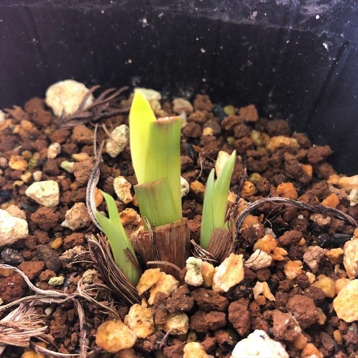 ハナショウブ 白い虹 花菖蒲 13 5cmポット アヤメ科 はなしょうぶ 宿根草 落葉 水辺 ビオトープ Imk Z フラワーネット日本花キ流通 通販 Yahoo ショッピング