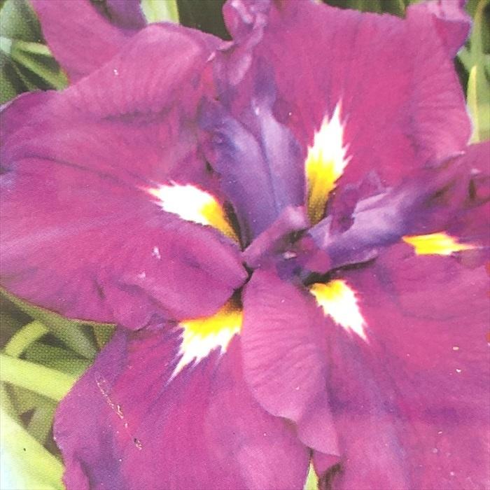 ハナショウブ 石橋 しゃっきょう 花菖蒲 13 5cmポット アヤメ科 はなしょうぶ 宿根草 落葉 水辺 ビオトープ Imk Z フラワーネット日本花キ流通 通販 Yahoo ショッピング