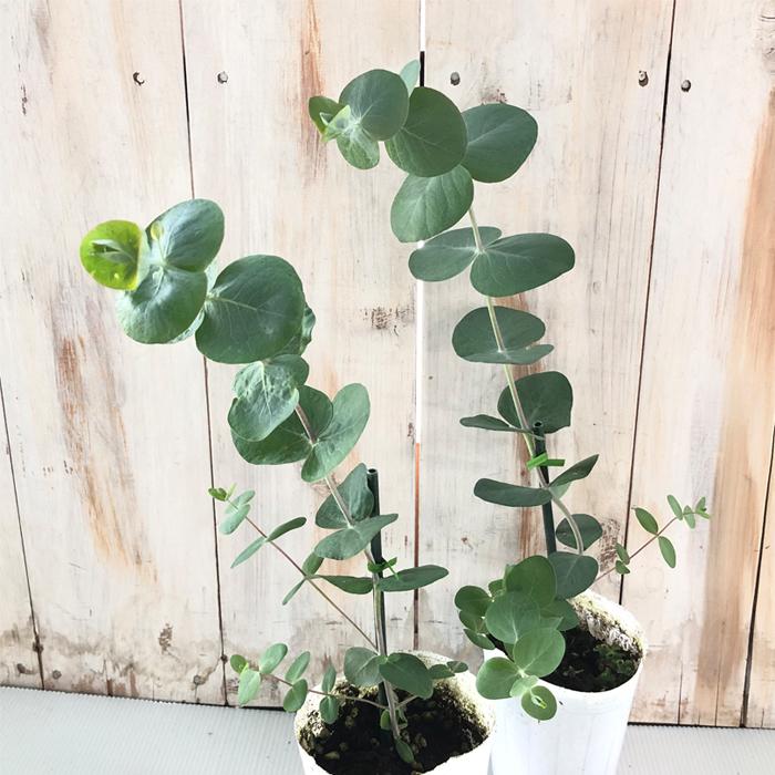 ユーカリ 銀世界 9cmポット 苗 観葉植物 ハーブ 常緑高木 インテリア おしゃれ Z フラワーネット日本花キ流通 通販 Yahoo ショッピング