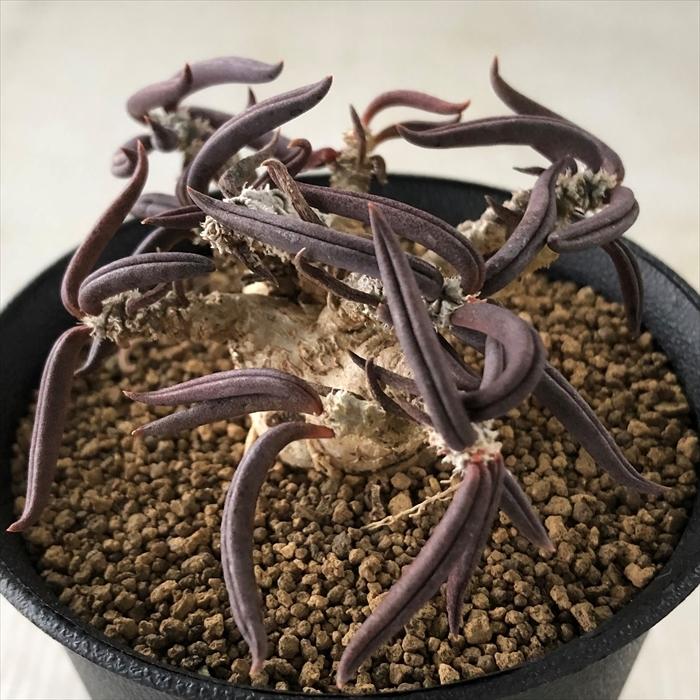 日本花キ流通 多肉植物 caユーフォルビア キリンドリフォリア