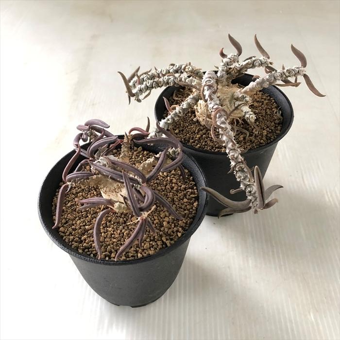 日本花キ流通 多肉植物 caユーフォルビア キリンドリフォリア 日本花キ流通 多肉植物 caユーフォルビア キリンドリフォリア