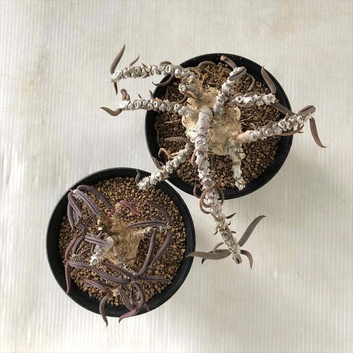 ３連休セール！希少大型株、キリンドリフォリア ！② キリンドリフォリア | STORES 3連休セール！希少大型株、キリンドリ