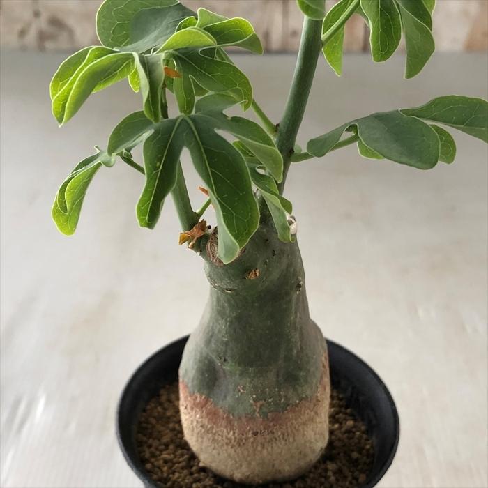 日本花キ流通 多肉植物 caアデニア グラウカ 球根植物 日本花キ流通 多肉植物 caアデニア グラウカ 球根植物
